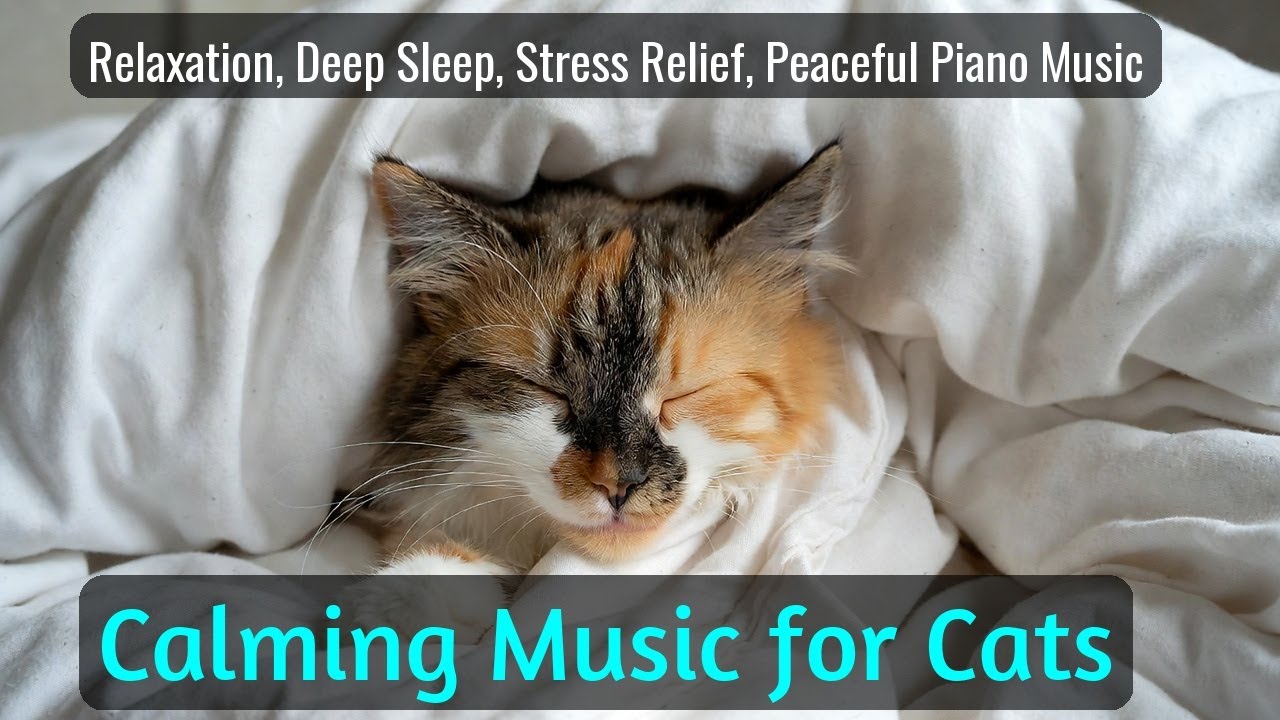 LIVE Sleeping Cat That Makes Your Mind Go Quiet 💤 | Season 87