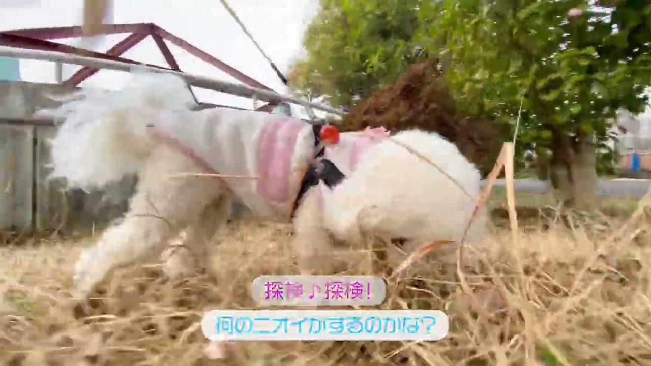 Lura's Walk_L040＃犬＃ペット＃愛犬＃ルラウォーク＃ビションフリーゼ＃bichon frisé＃お散歩＃ルラ＃ワンコ＃小型犬＃dog＃walk#walking#もふもふ＃ふわふわ