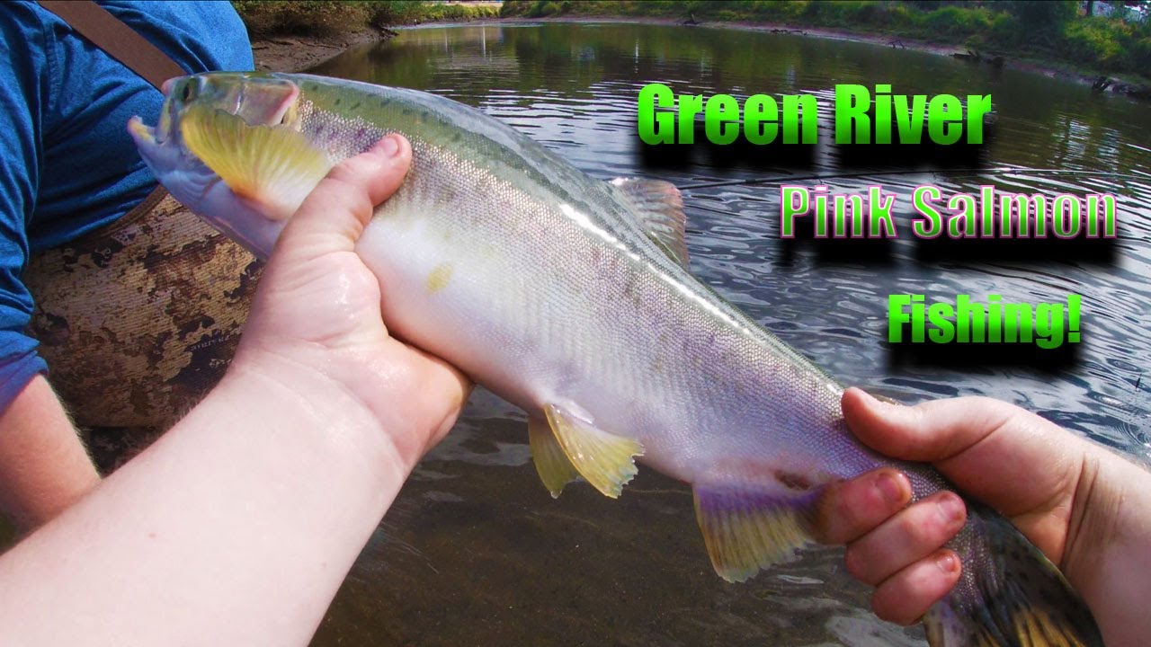 Green [Duwamish] River Fishing for PINK Salmon! (September 5th 2021)