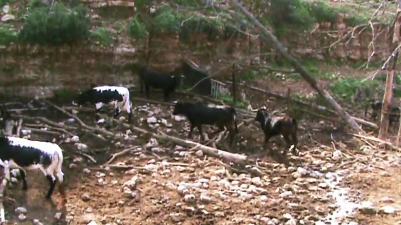 GANADERÍA EL PAIPORTERO (ONDARA)