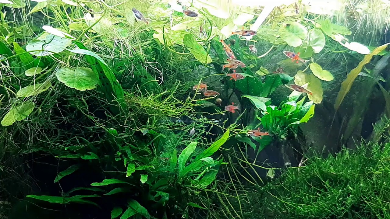 Fütterung der Boraras Naevus mit Mikrowürmern