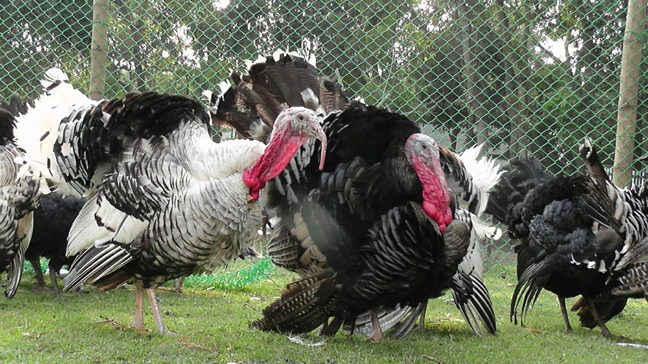 টার্কি মুরগি পালন পদ্ধতি|Turkey chicken keeping procedures|