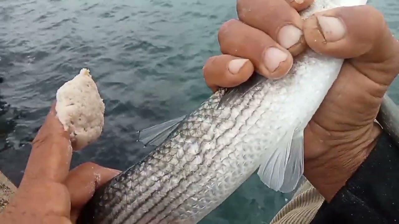 البوري الكبير من رشيد