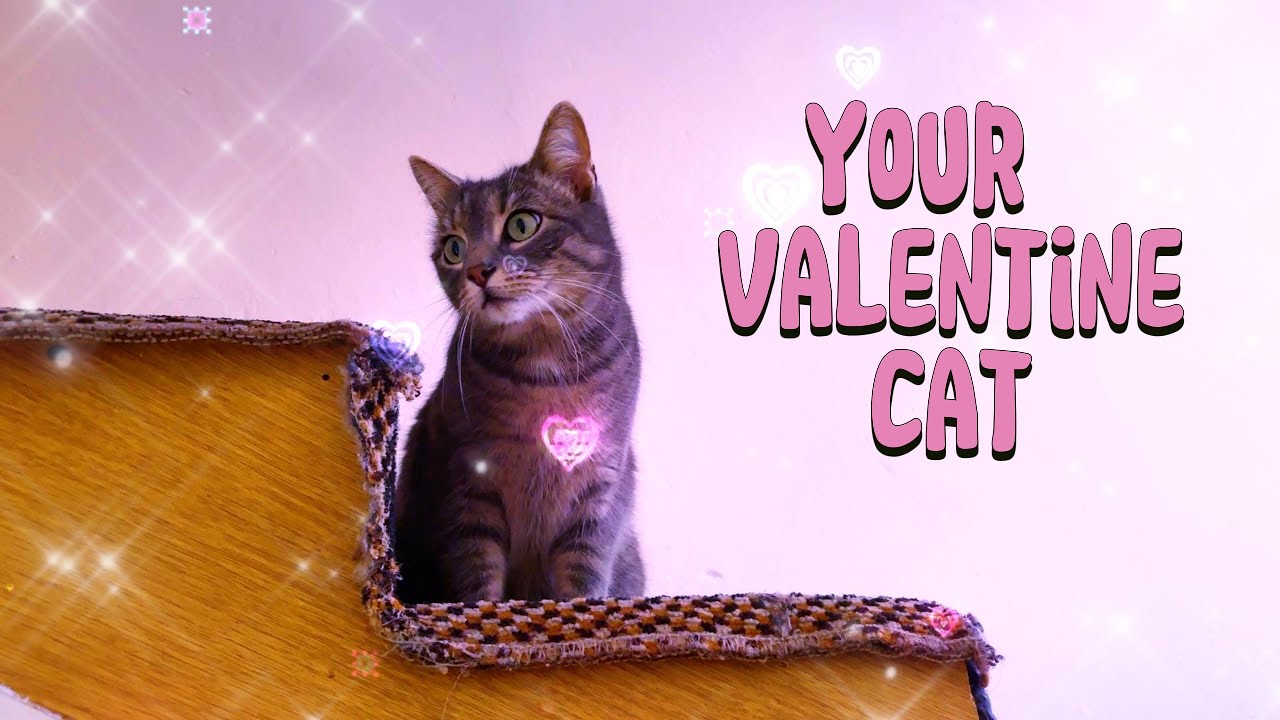 spending valentine's day with your cat 🐾 ♥ relaxing beats playlist