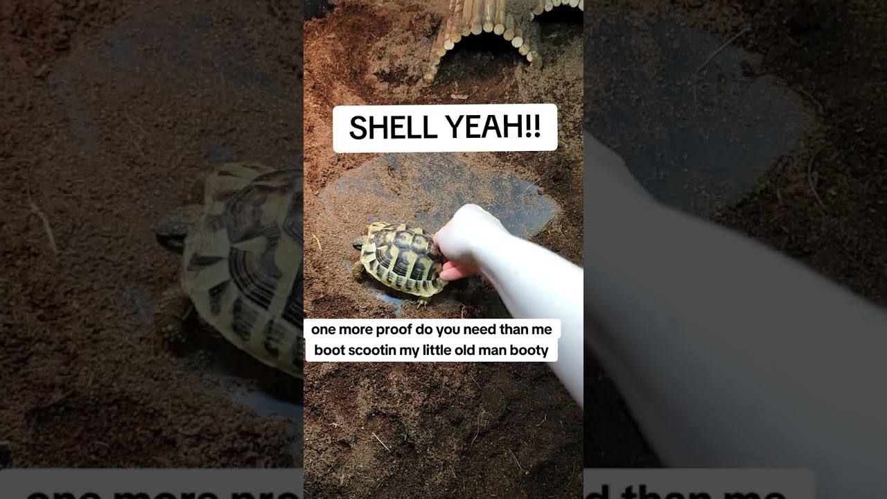 #funnypets  #turtle  #tortoiselover  #pettortoise