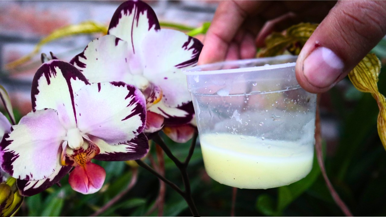 Fertilizo mis Orquídeas con Calcio y Mira los Resultados