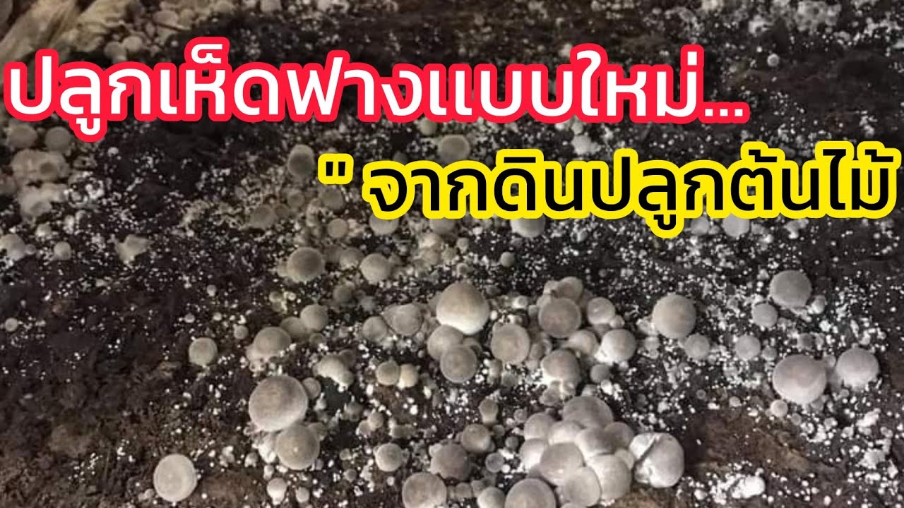 เพาะเห็ดฟางง่ายๆ โดยใช้ดินปลูกต้นไม้ งบประหยัด/สนใจเชื้อเห็ดฟาง0939461946