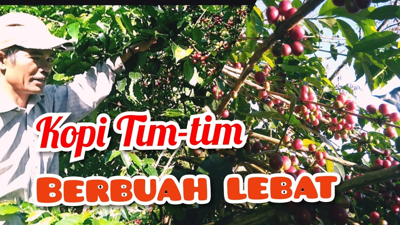 Kopi Tim-tim berbuah lebat...