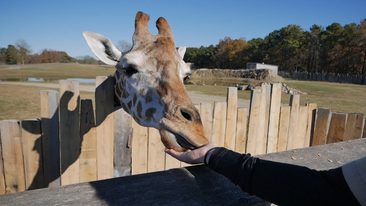 Giraffe Feeding & The Grape Adventure! | Six Flags Great Adventure 2018