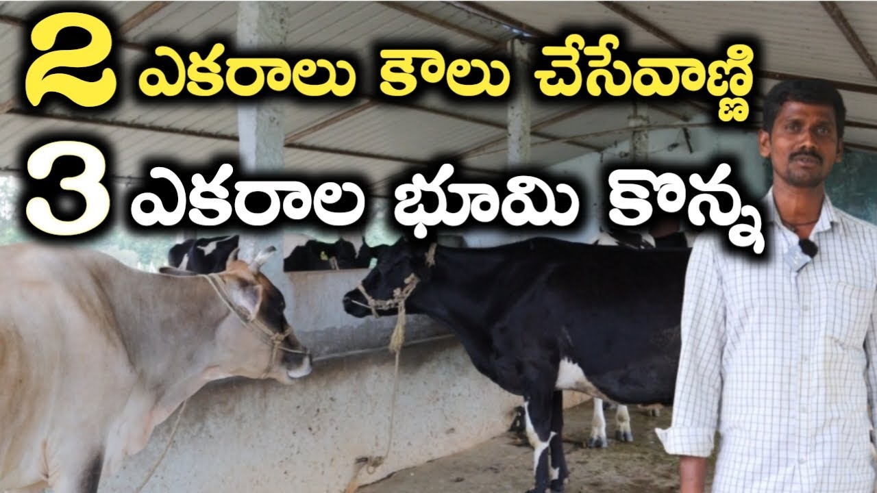 3 ఎకరాల భూమి కొన్న|hf cow dairy farm|mallesh adla