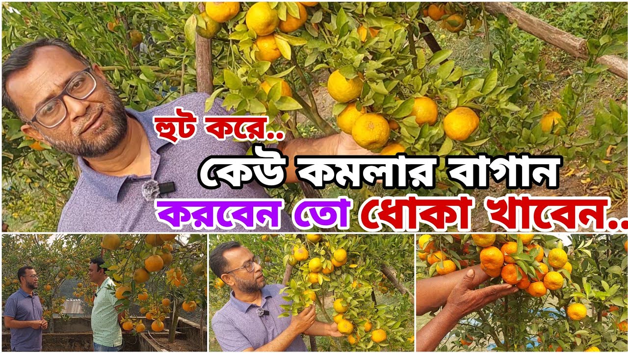 হুট করে কেউ কমলার বাগান করবেন না | ঠাকুরগাঁও | কমলা চাষ পদ্ধতি A to Z | Orange Farming Guide
