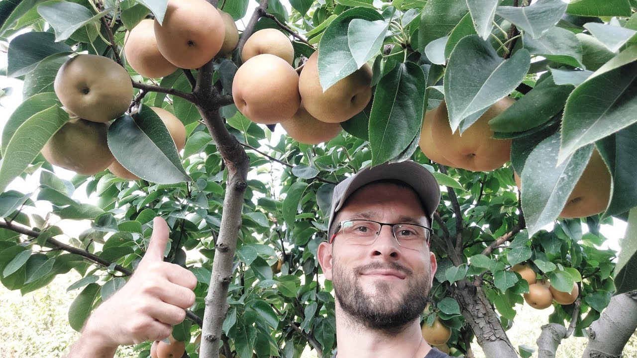 Çeşit Değiştirme Aşısı Yaptığım ARMUT AĞAÇLARINDAKİ SONUÇLAR 🍐 | 97