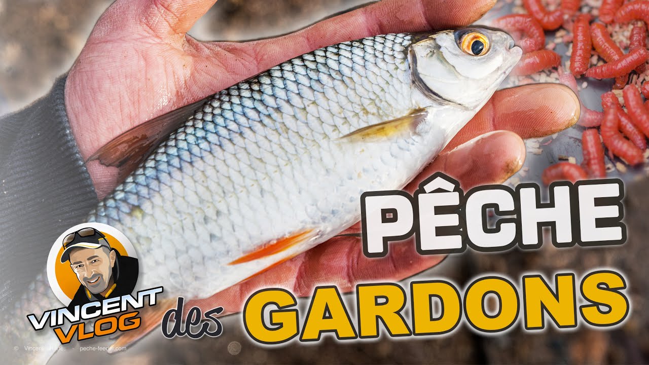 Pêche du gardon en hiver - La technique de pêche au feeder