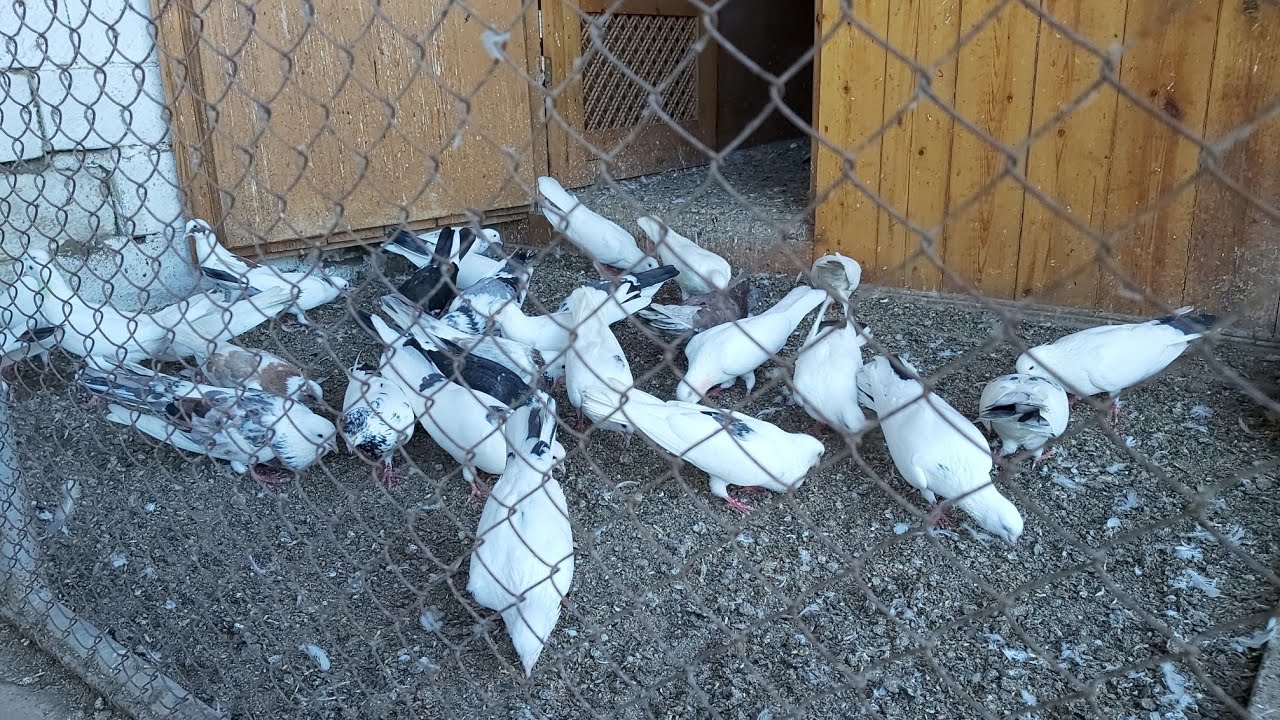#bakigoyercinleri2020 Novxani Haci Hesenaga tel 0505342003 #бакинскиеголуби2020#pigeons#goyercinler