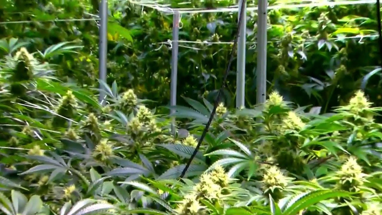 Medical marijuana dispensaries waiting on health dept rules