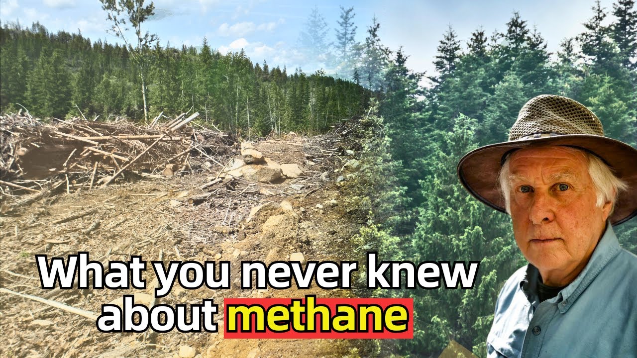 How the forest works with carbon and methane |  Forest degradation effect on greenhouse gasses