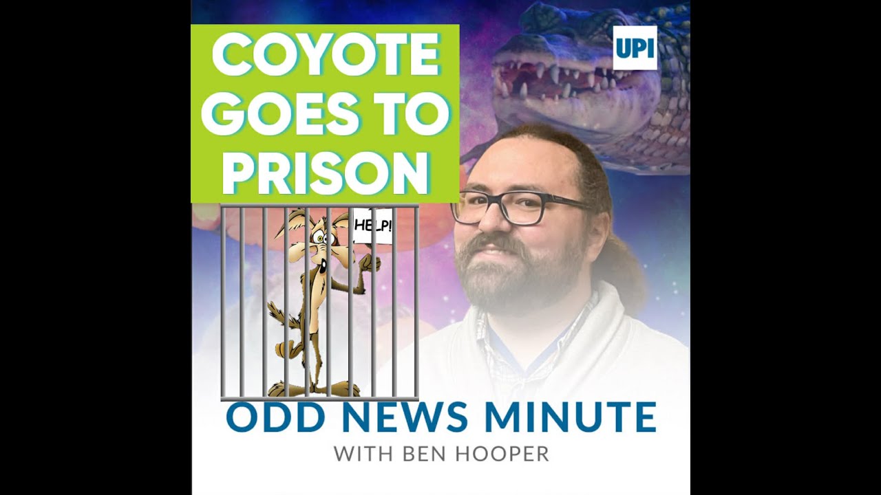 Alcatraz coyote, dog returns after 10 years
