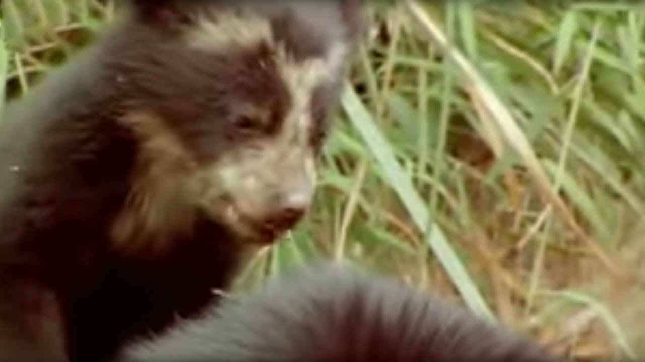Spectacled Bear Cubs and More | Andes: The Dragons Back | BBC Studios