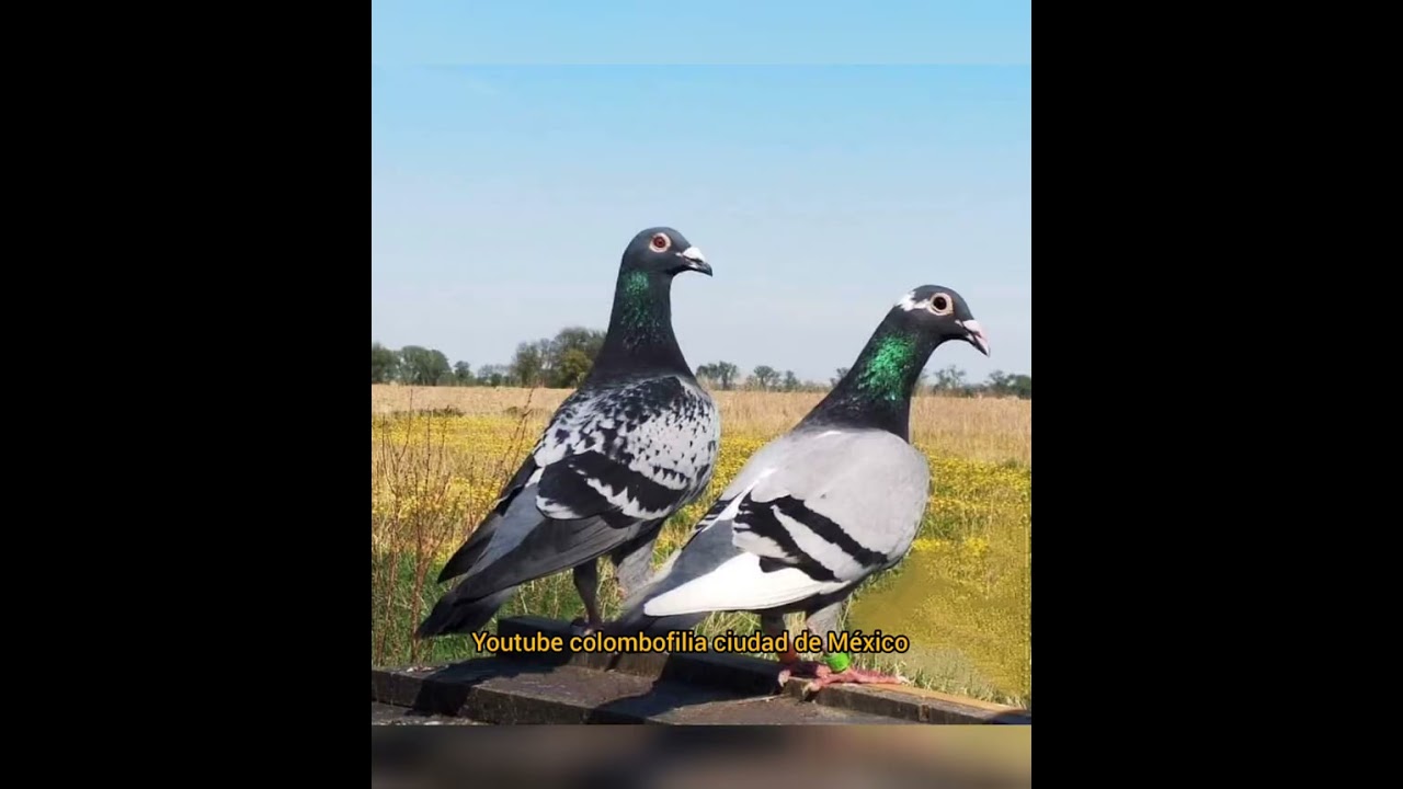 Los Jannsen nos enseñan su método de vuelo