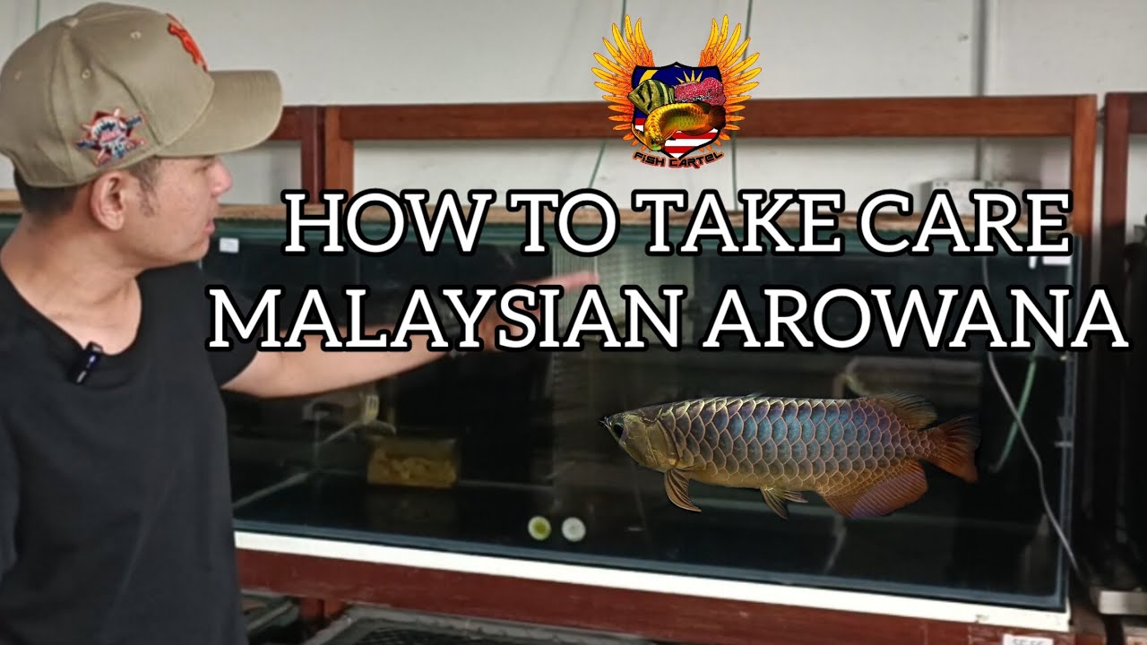 HOW TO TAKE CARE MALAYSIAN AROWANA #fishcartel