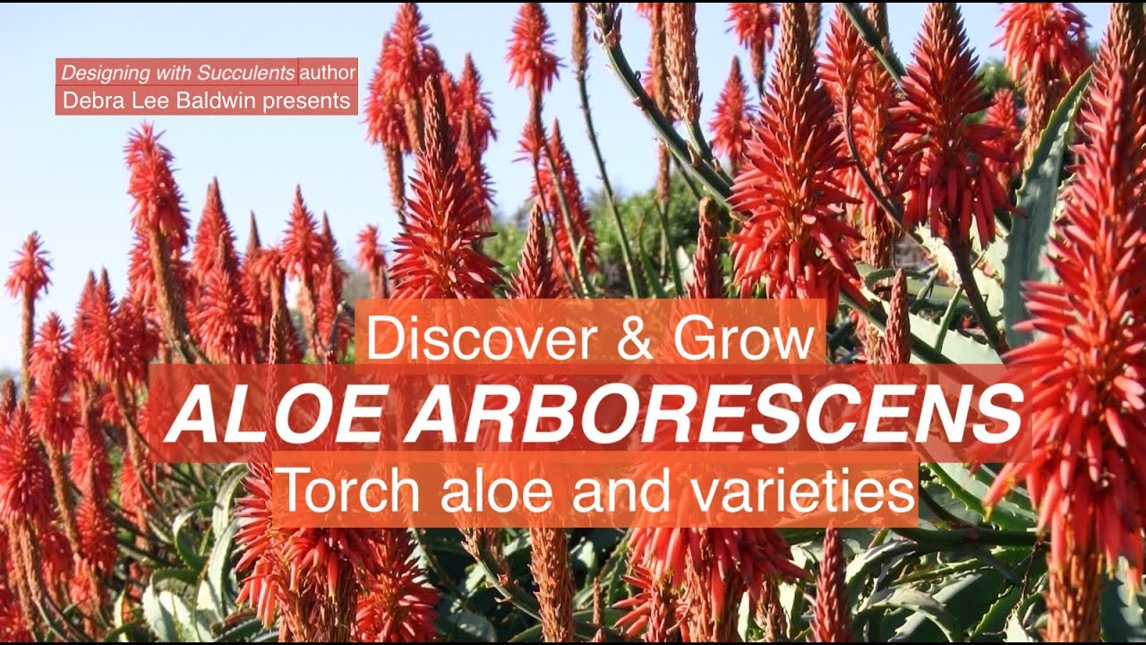 Easy-Grow Aloe Blooms Midwinter