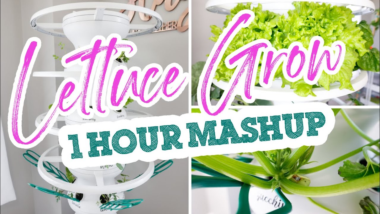 OVER ONE HOUR of Lettuce Grow Farmstand Growing Inspiration + Weekly Updates | Slay At Home Mother