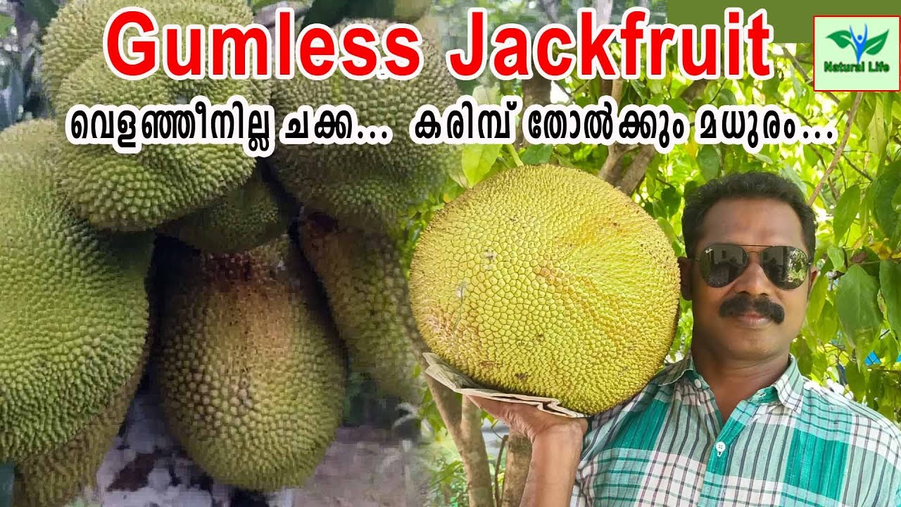 Gumless Jackfruit | ഗം ലസ്സ് വരിക്ക  ചക്ക | ഗംലസ്സ് വരിക്ക... വെളഞ്ഞീനില്ല ചക്ക.. |#gumlessjackfruit