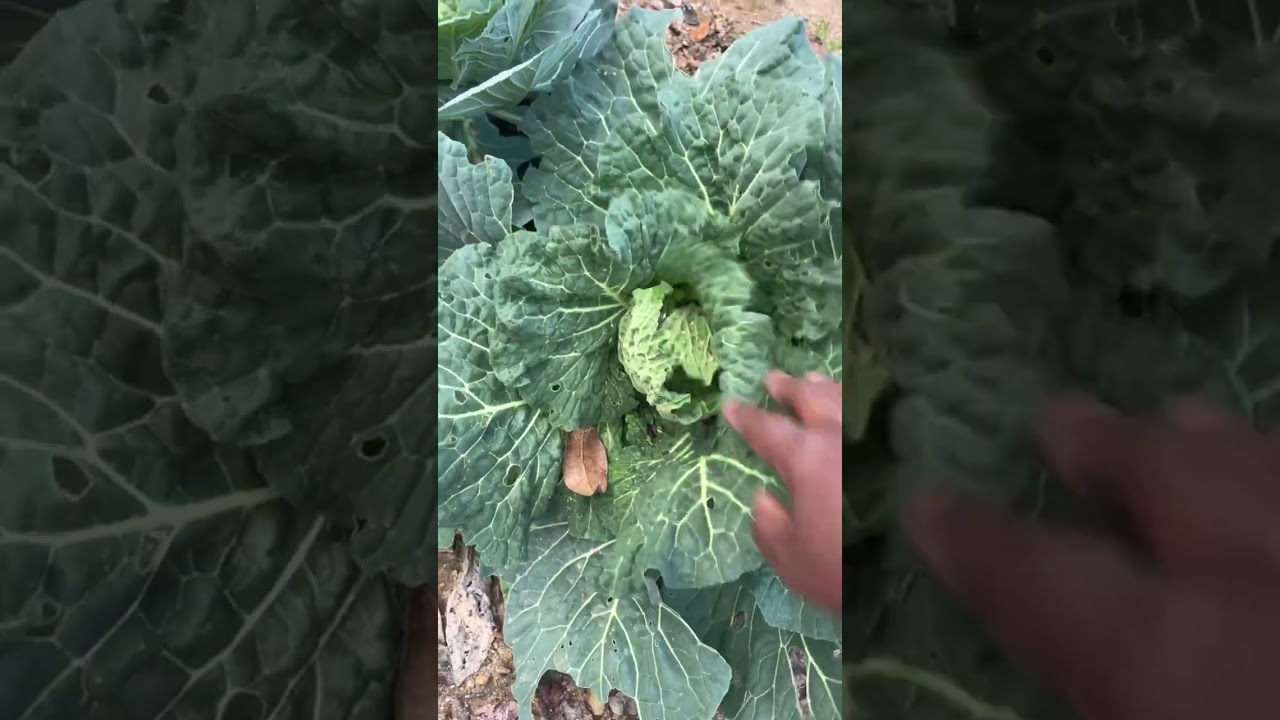 December Garden Update 🌿 | Watering & What’s Growing  #GardenUpdate  #gardencommunity