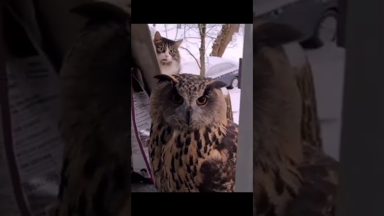 Stupid Cat. Funny Animals.
