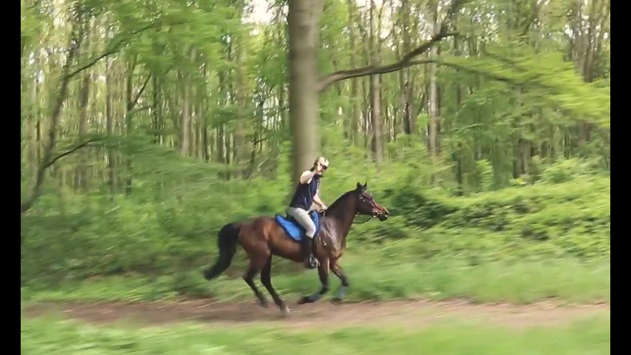 #VDD - Was ist Distanzreiten und -fahren?