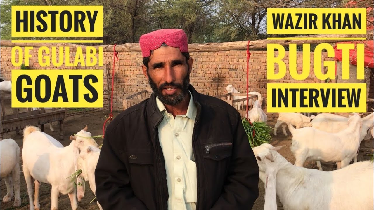 History of Gulabi Goats Documentary | Wazir Khan Bugti Interview