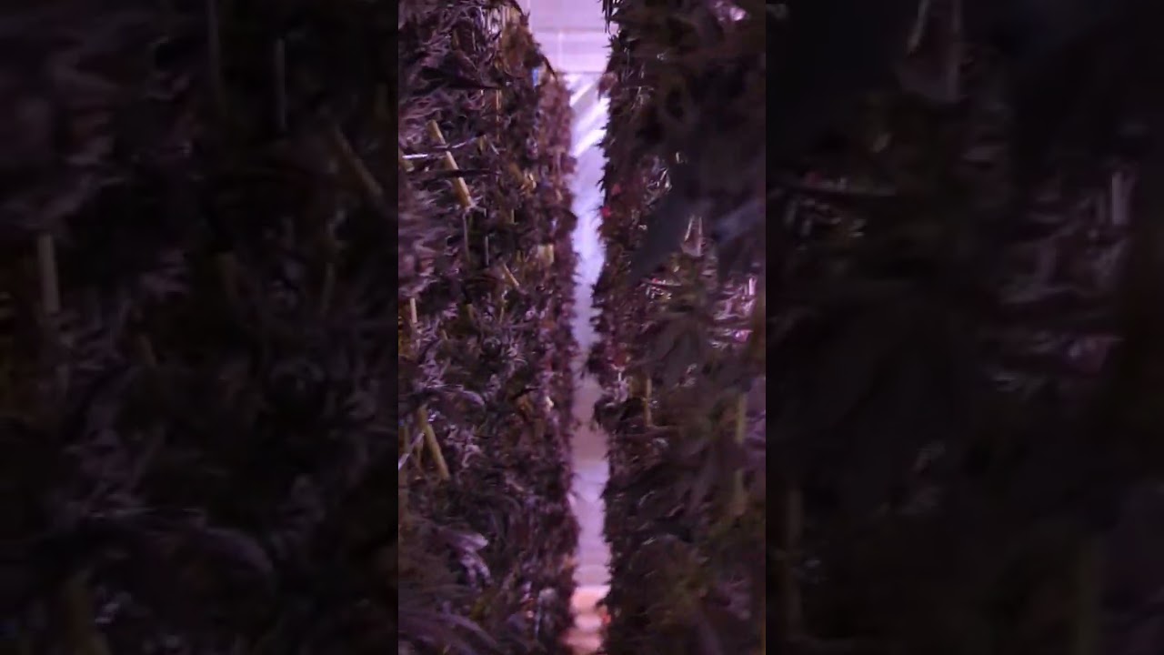 Dry Time! #420 #710 #marijuana #weed #ganja