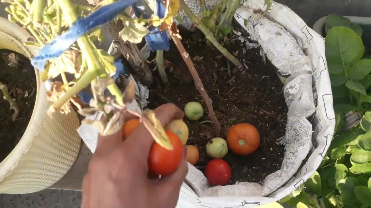 Tamatar ki Harvesting #garden #lakshivgardening #harvesting 