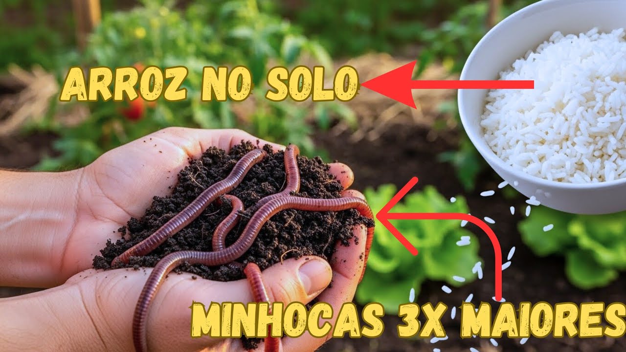 Minhocas Enormes, Terra Rica: O Truque do Arroz Que Todo Jardineiro Deveria Saber!