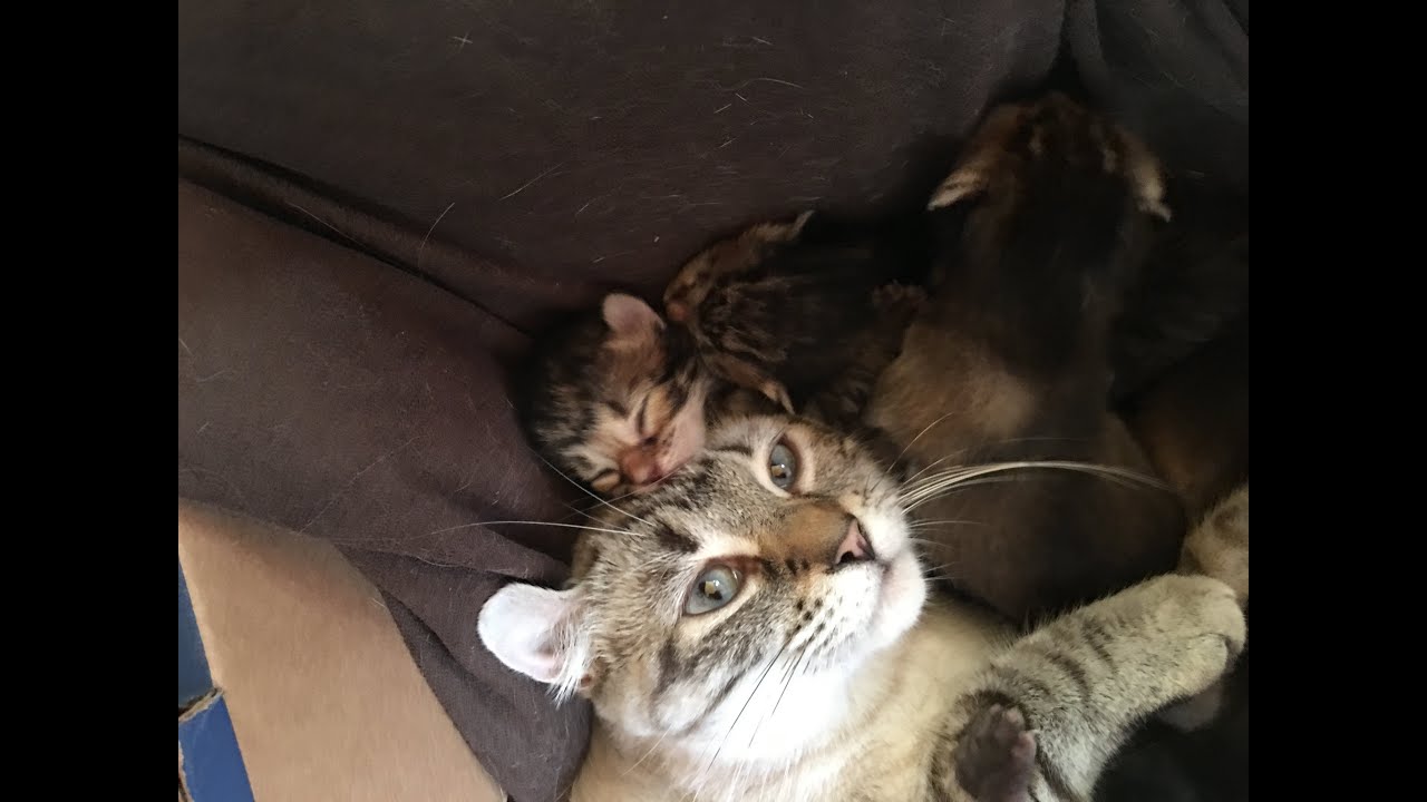 9 chatons Highland Lynx qui jouent