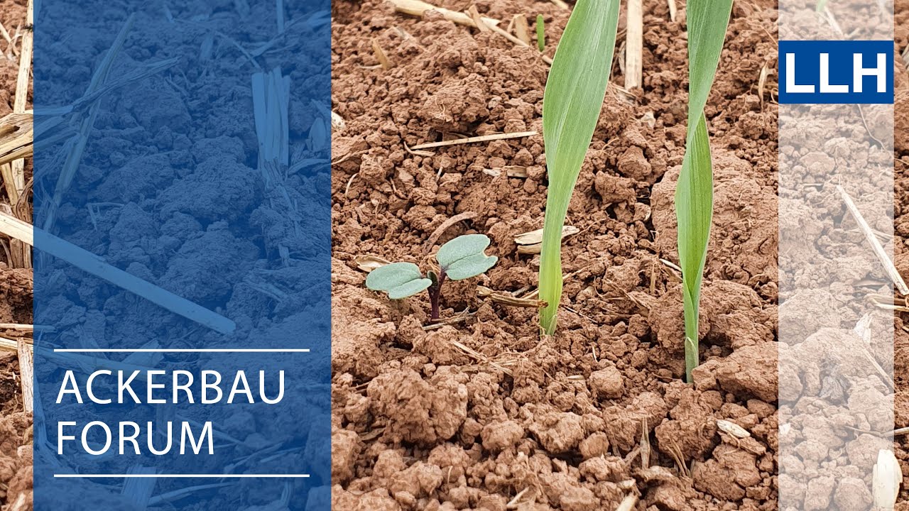 Ackerbauforum - Herbizidmaßnahmen im Winterraps (Herbst2020)