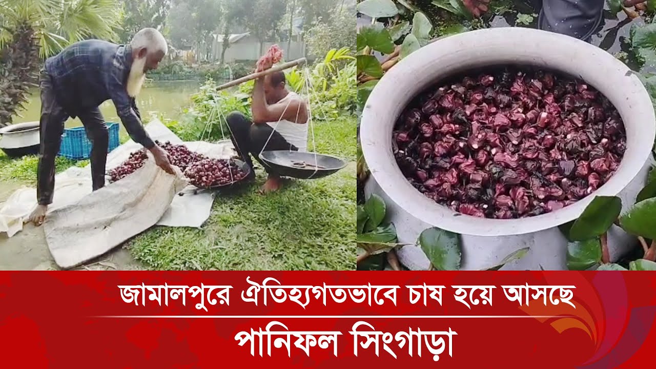 জামালপুরে ঐতিহ্যগতভাবে চাষ হয়ে আসছে পানিফল সিংগাড়া। Ananda Tv