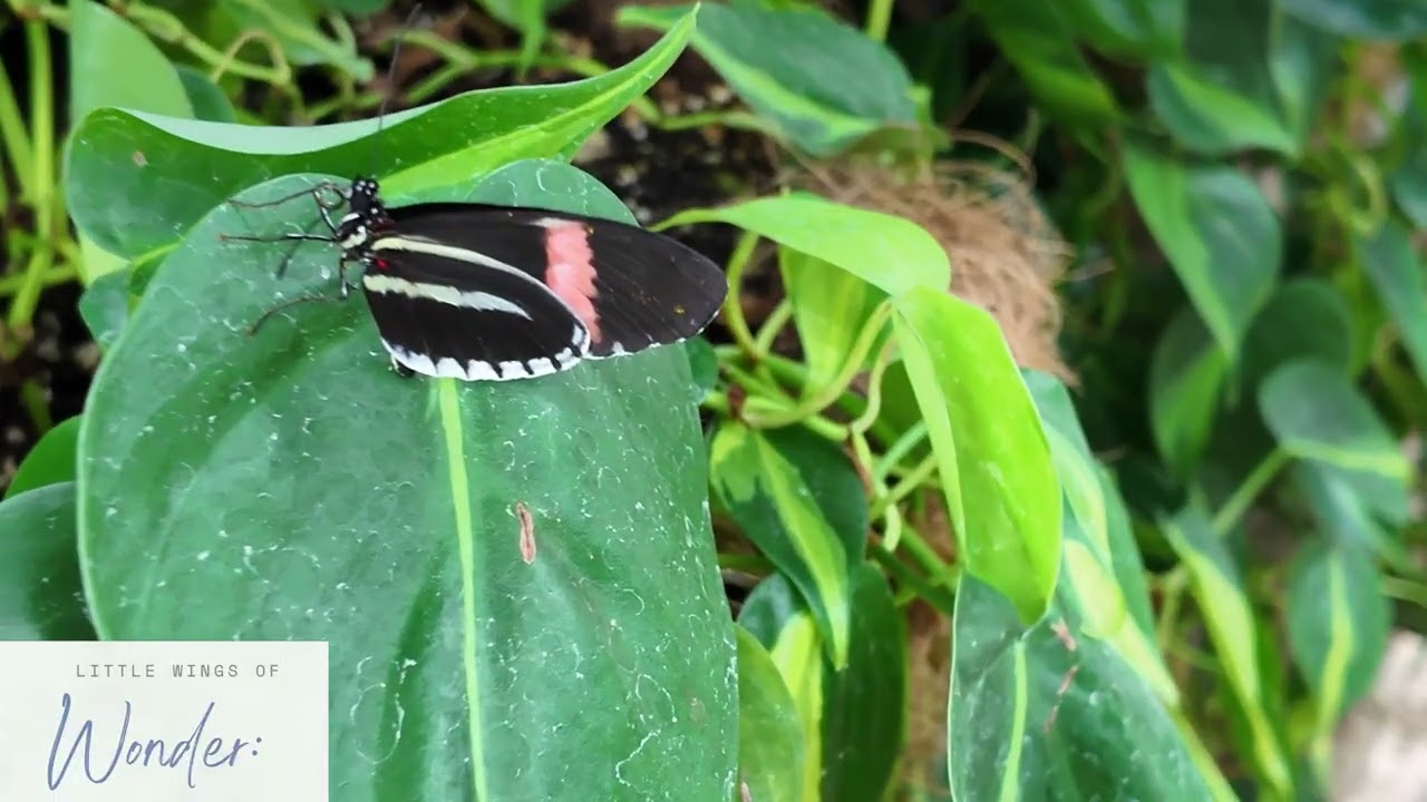 Butterflies at the Franklin Park Conservatory 2026
