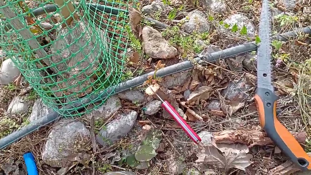Μπόλιασμα αμπελιού με εγκεντρισμό - Πρόοδος μπολιάσματος από 2023