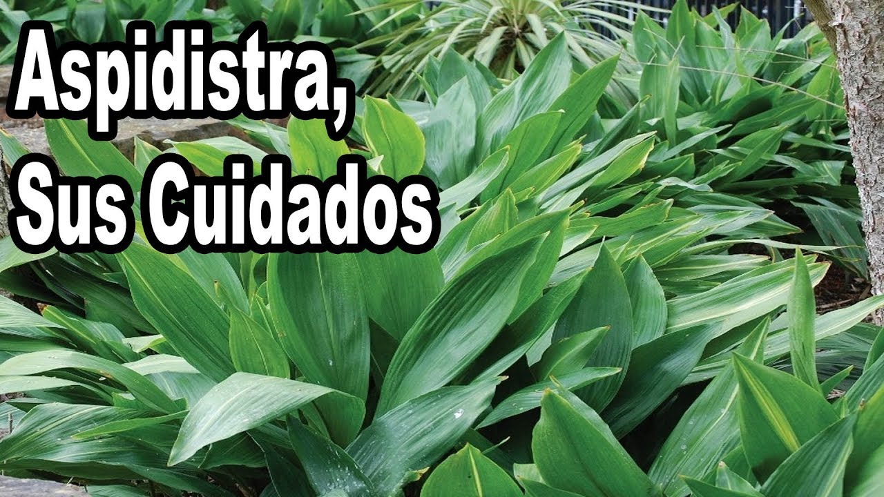 Cuidados de la Planta Aspidistra