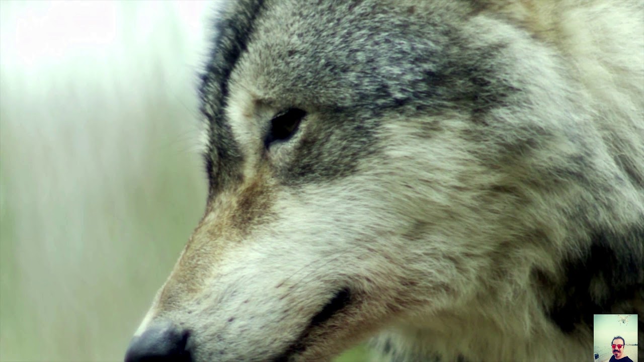 Orman Doğa Çiçek Deniz Kumsal Dalgalar yüksek çözünürlük  60 FPS video