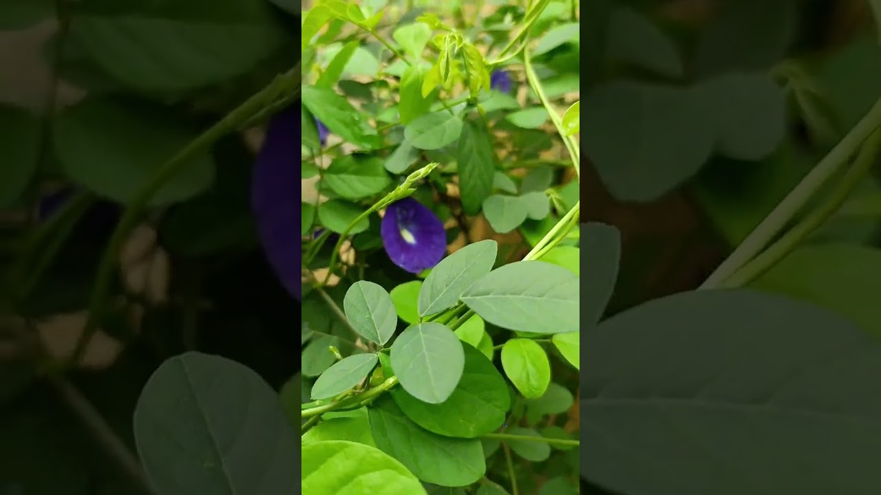 #aprajita ka #phool #swarg se #dharati par aaya hai #ytshorts #gardening