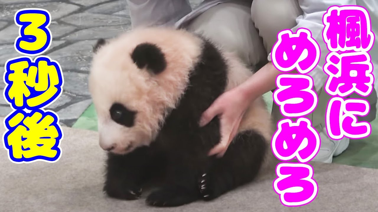 もっと抱っこしてほしい楓浜🍁この後の行動が可愛すぎて神ｗ😍