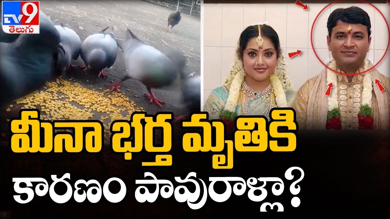 Pigeon droppings the reason for Meena’s husband’s death? - TV9 - TV9