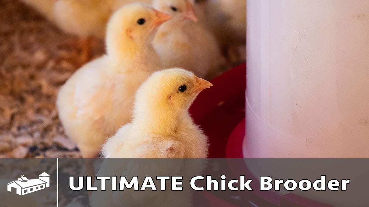 The ULTIMATE Chick Brooder - AMA S10:E5