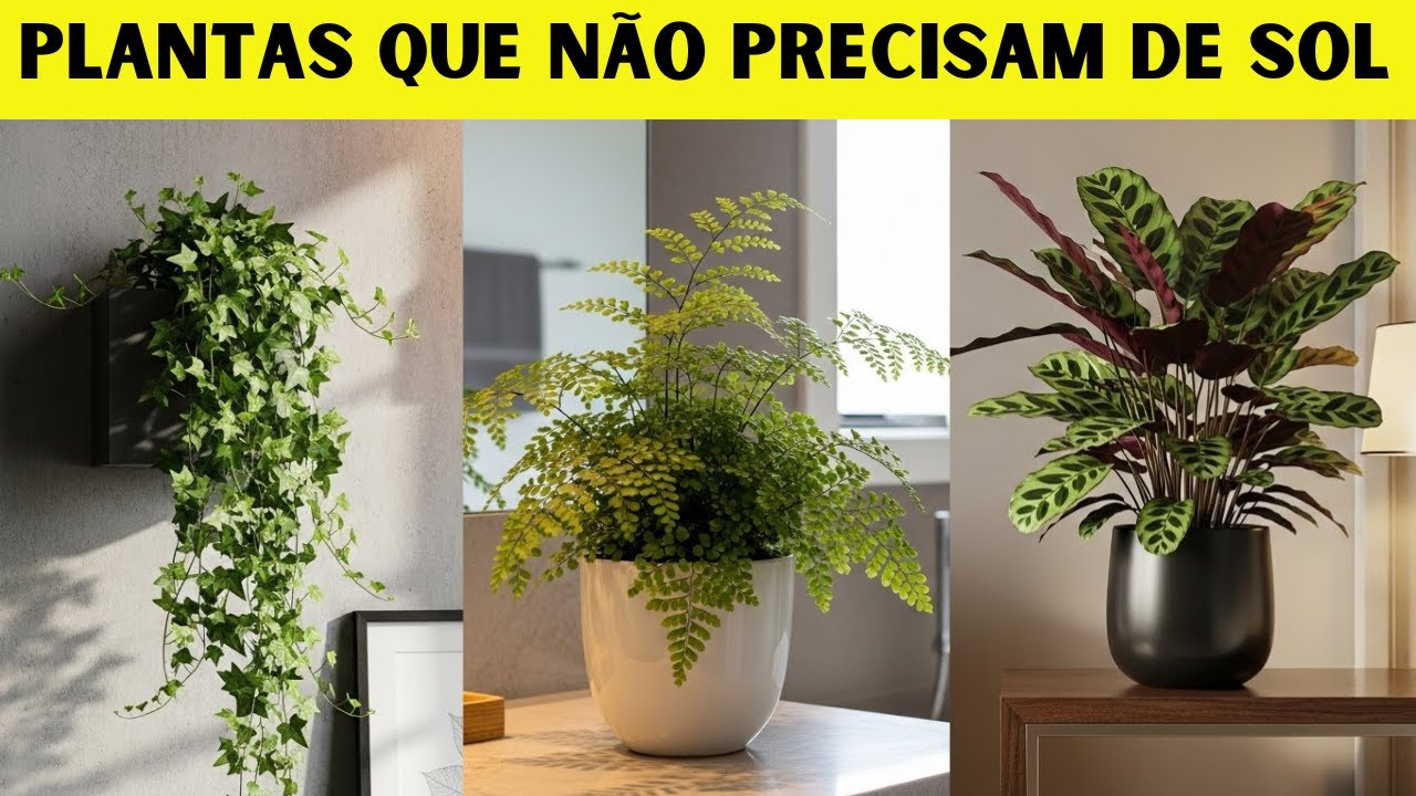 12 Plantas que Adoram Sombra
