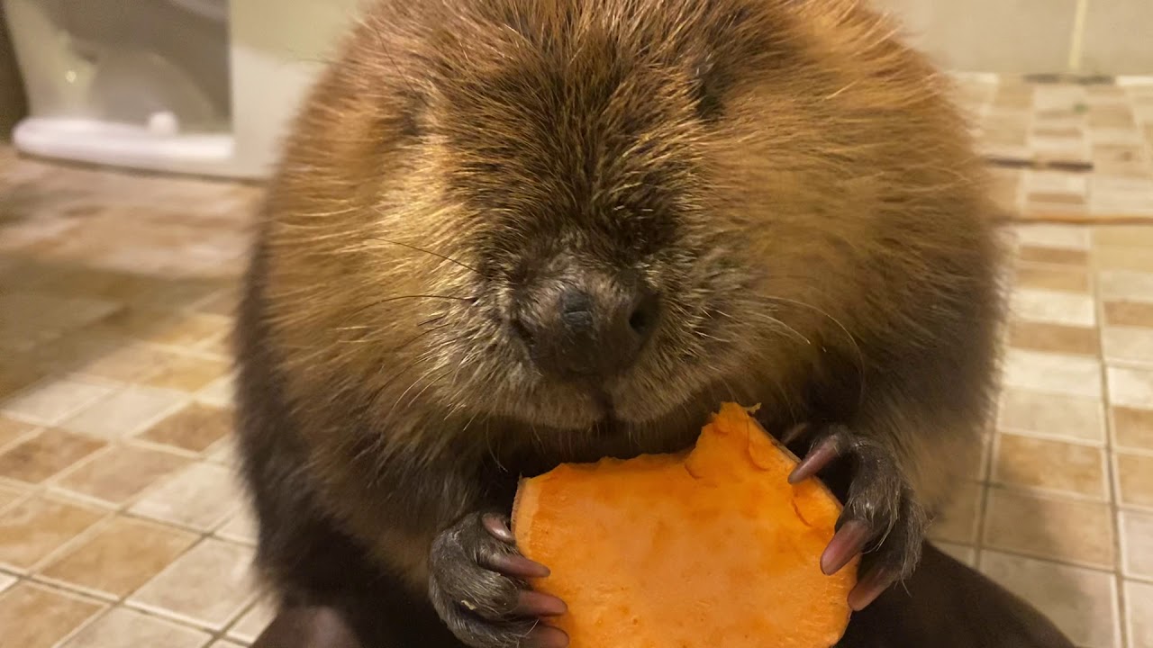 Beave eating a sweet potato