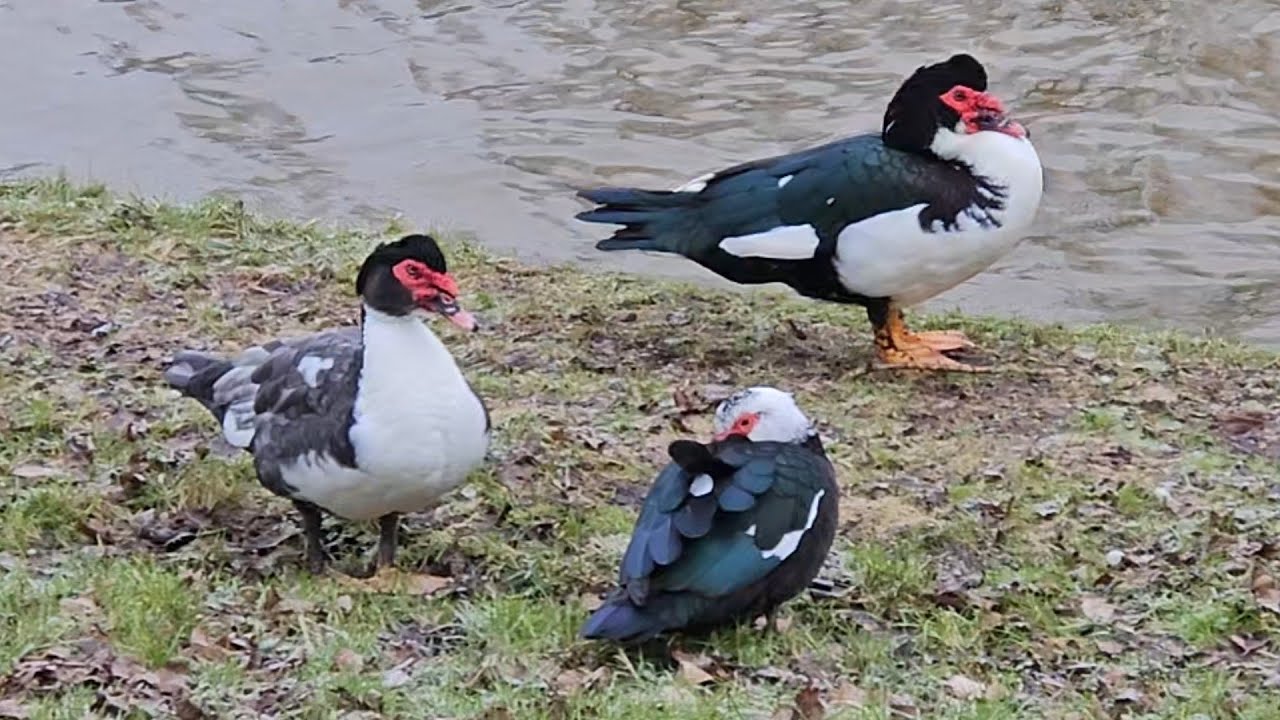 Watching muscovy ducks with my dog