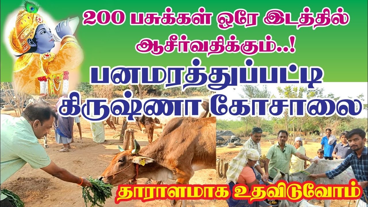 200 பசுக்கள் ஒரே இடத்தில் ஆசீர்வதிக்கும் கிருஷ்ணா கோசாலை। பனமரத்துப்பட்டி। சேலம் 