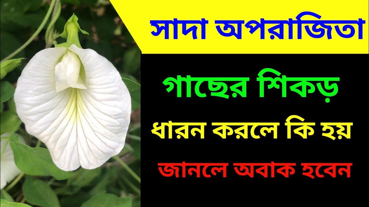 সাদা অপরাজিতা শিকড় ধারন করলে কি হয় ! কিভাবে ধন সম্পদ টেনে আনে ! গোপন টোটকা।